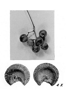 Menispermum canadense fruit-seed