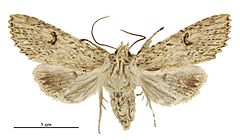 Meterana pansicolor female.jpg