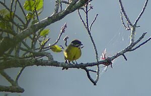 Moustached Brush-finch (Atlapetes albofrenatus).jpg