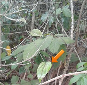 Mtipu leaf