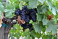 Napa Valley grapes Photo D Ramey Logan 02