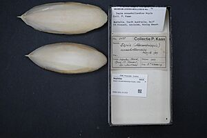 shell from Sepia novaehollandiae at Rijksmuseum van Natuurlijke Historie, Leiden