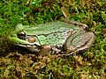 Northern Green Frog - Tewksbury, NJ