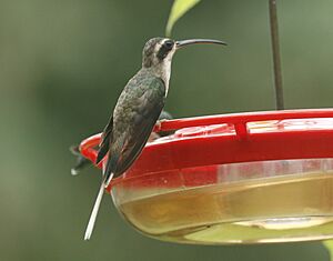Pale-bellied Hermit