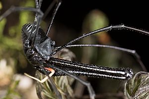 Pantopsalis cheliferoides 113833647