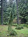 Pdx washpark hoytarboretum weepingsequoia