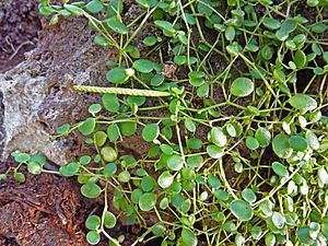 Peperomia rotundifolia var. rotundifolia.jpg