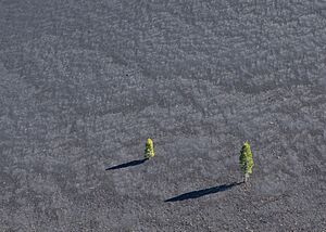 Pine trees growing on the slope of Cinder Cone