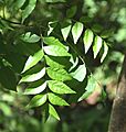 Pistacia chinensis 03
