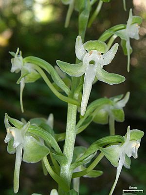 Platanthera orbiculata (3817696387).jpg