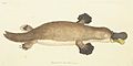 Platypus (Ornithorhynchus anatinus). First Description 1799