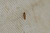 Red-tailed Prairie Leafhopper (Aflexia rubranura) (5948723124).jpg