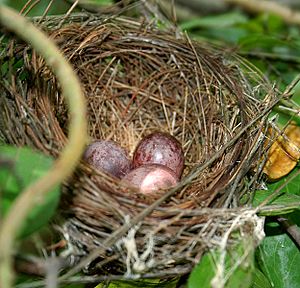 Red-vented Bulbul (Pycnonotus cafer) nest in Anantgiri, AP W IMG 8900