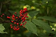 Red elderberry (5963375334).jpg