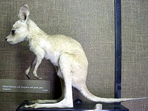 Redgrey-kangaroo
