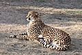 STL Cheetah