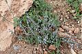 Salvia aegyptiaca kz09