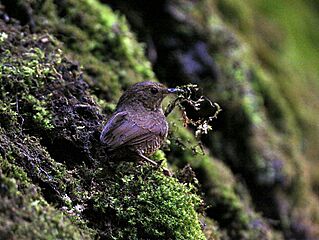 Scaly-breasted Wren Babbler I IMG 6872