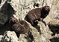 Seal Cubs-Palliser Bay-20070331