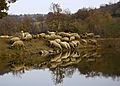Sheep at watering place in Bulgaria