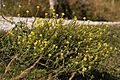 Sisymbrium orientale02