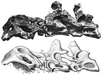 Smitanosaurus agilis skull and neck.jpg