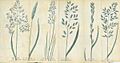 Sole English grasses f-out