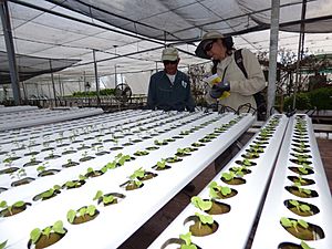 Starr-170627-0206-Ipomoea aquatica-young starts with Kim and Thai Worker Hin-Hydroponics Greenhouse Sand Island-Midway Atoll (36319965171)
