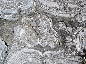 Stromatolites W of Saratoga Springs, New York