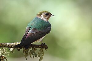Tachycineta thalassina -San Luis Obispo, California, USA -female-8 (3)