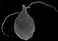 Telonema rivulare (electron micrography)