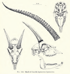 The contemporary land mammals of Egypt (including Sinai) (1980) Fig. 154