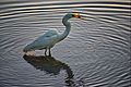 The eastern great egret catching fish in Lake Macquarie