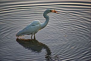 The eastern great egret catching fish in Lake Macquarie
