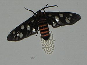Tiger moth laying eggs