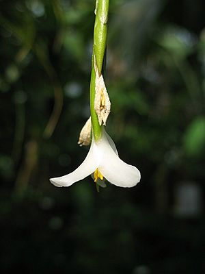 Tillandsia alvareziae (TS) 2-003417.jpg