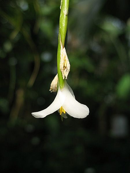 Tillandsia alvareziae (TS) 2-003417