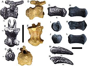 Titanosaur remains used to erect Magyarosaurus dacus.jpg
