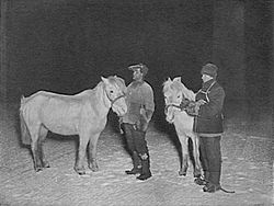 Tom Crean and Edgar Evans with ponies, Antarctica, winter 1911