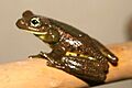 Trachycephalus imitatrix01