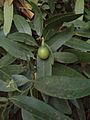 Umbellularia Fruit