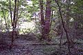 View-from-presumed-ice-house-towards-old-lake-Worcester-Park-House