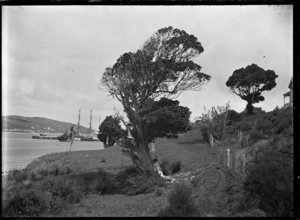 View of Onerahi wharf, with a tree in the foreground with a woman leaning against it ATLIB 195291