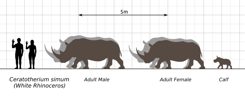 White-Rhino-Ceratotheirum-Simum-Scale-Chart-Steveoc86-SVG-001
