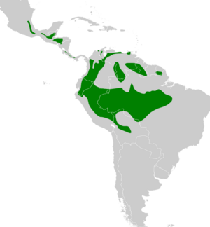 Xiphocolaptes promeropirhynchus map.svg