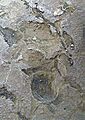 1790 footprints Kau Desert