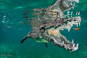 2017, cuba, jardines aggressor, all the teeths (37521060992)