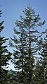Abies procera 3145s