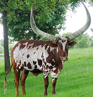 bovine with large horns and mottled red-and-white markings