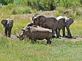 African Elephants (Loxodonta africana) and White Rhinos (Ceratotherium simum) (7035695177)